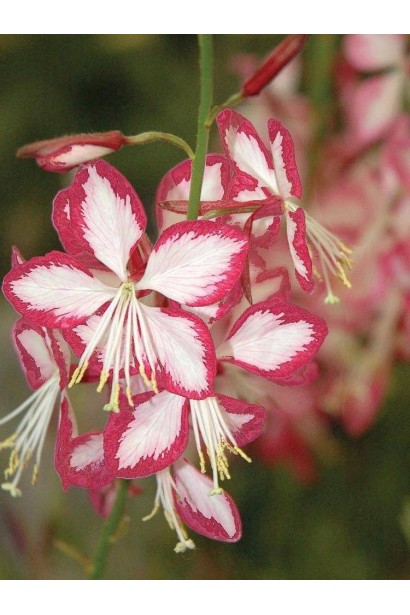 Гаура Ліндхеймера ’Розі Джейн’
